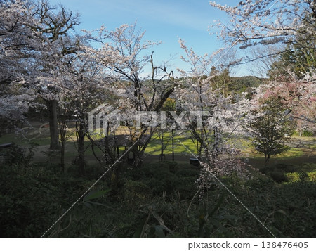 櫻花的風景 138476405