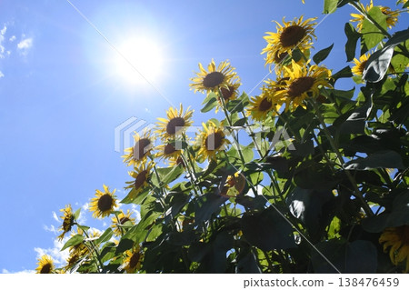 向日葵,仲夏之花,太陽 向日葵,仲夏之花,太陽 138476459