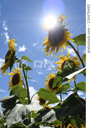 Sunflowers, the flowers of midsummer, the sun Sunflowers, the flowers of midsummer, the sun 138476465