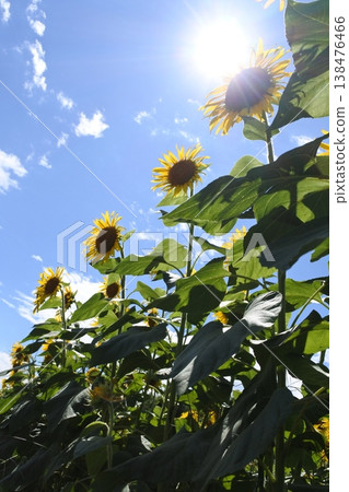 Sunflowers, the flowers of midsummer, the sun 138476466