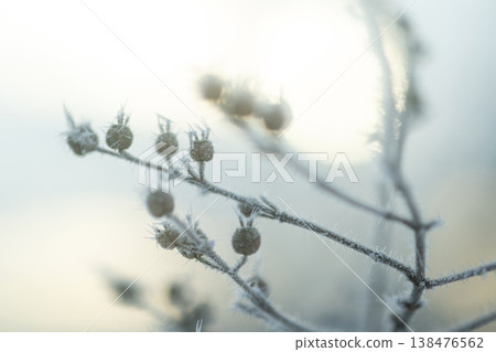 Frost (Hiruzen Plateau) Frost (Hiruzen Plateau) 138476562