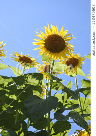 向日葵,仲夏之花,向日葵花田 向日葵,仲夏之花,向日葵花田 138476608