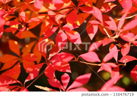 Doudanzu colored leaves Doudanzu colored leaves 138476719