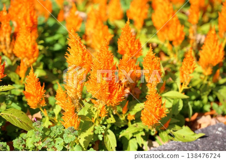 Bright cockscomb flowers 138476724