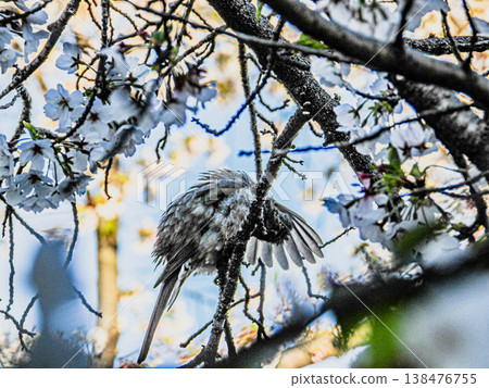 A brown-eared bulbul perched on a cherry tree along the Gojo River in Iwakura City. A brown-eared bulbul perched on a cherry tree along the Gojo River in Iwakura City. 138476755