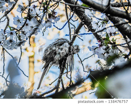 A brown-eared bulbul perched on a cherry tree along the Gojo River in Iwakura City. A brown-eared bulbul perched on a cherry tree along the Gojo River in Iwakura City. 138476757