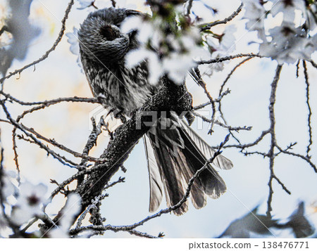 A brown-eared bulbul perched on a cherry tree along the Gojo River in Iwakura City. A brown-eared bulbul perched on a cherry tree along the Gojo River in Iwakura City. 138476771