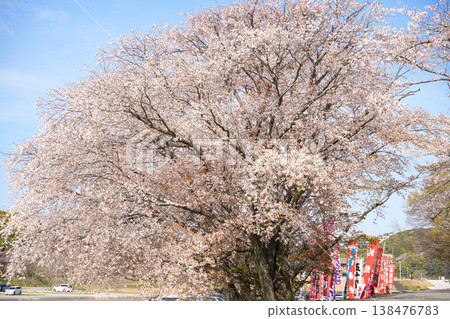 Cherry blossoms along the Isuzu River Cherry blossoms along the Isuzu River 138476783