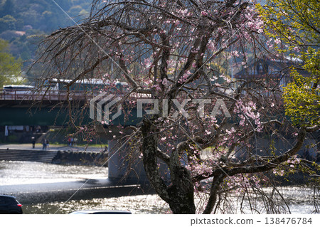 Cherry blossoms along the Isuzu River Cherry blossoms along the Isuzu River 138476784