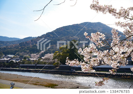 Cherry blossoms along the Isuzu River Cherry blossoms along the Isuzu River 138476785
