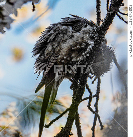 A brown-eared bulbul perched on a cherry tree along the Gojo River in Iwakura City. A brown-eared bulbul perched on a cherry tree along the Gojo River in Iwakura City. 138476802