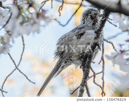 A brown-eared bulbul perched on a cherry tree along the Gojo River in Iwakura City. A brown-eared bulbul perched on a cherry tree along the Gojo River in Iwakura City. 138476829