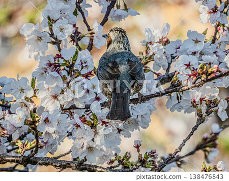 A brown-eared bulbul perched on a cherry tree along the Gojo River in Iwakura City. A brown-eared bulbul perched on a cherry tree along the Gojo River in Iwakura City. 138476843