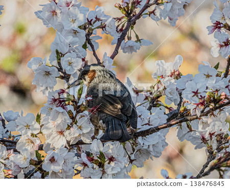 A brown-eared bulbul perched on a cherry tree along the Gojo River in Iwakura City. A brown-eared bulbul perched on a cherry tree along the Gojo River in Iwakura City. 138476845