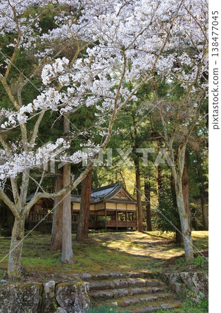 僻靜的神社和櫻花 138477045