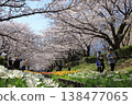 Cherry blossoms and tulips along the Egawa Seseragi Greenway (Yokohama City, Kanagawa Prefecture) Cherry blossoms and tulips along the Egawa Seseragi Greenway (Yokohama City, Kanagawa Prefecture) 138477065