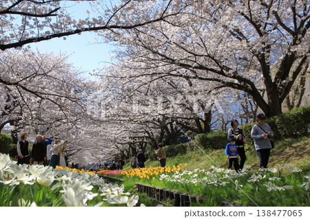 Cherry blossoms and tulips along the Egawa Seseragi Greenway (Yokohama City, Kanagawa Prefecture) Cherry blossoms and tulips along the Egawa Seseragi Greenway (Yokohama City, Kanagawa Prefecture) 138477065