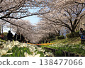 Cherry blossoms and tulips along the Egawa Seseragi Greenway (Yokohama City, Kanagawa Prefecture) Cherry blossoms and tulips along the Egawa Seseragi Greenway (Yokohama City, Kanagawa Prefecture) 138477066