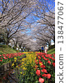 Cherry blossoms and tulips along the Egawa Seseragi Greenway (Yokohama City, Kanagawa Prefecture) Cherry blossoms and tulips along the Egawa Seseragi Greenway (Yokohama City, Kanagawa Prefecture) 138477067