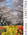 Cherry blossoms and tulips along the Egawa Seseragi Greenway (Yokohama City, Kanagawa Prefecture) Cherry blossoms and tulips along the Egawa Seseragi Greenway (Yokohama City, Kanagawa Prefecture) 138477068