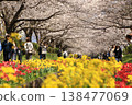 Cherry blossoms and tulips along the Egawa Seseragi Greenway (Yokohama City, Kanagawa Prefecture) Cherry blossoms and tulips along the Egawa Seseragi Greenway (Yokohama City, Kanagawa Prefecture) 138477069