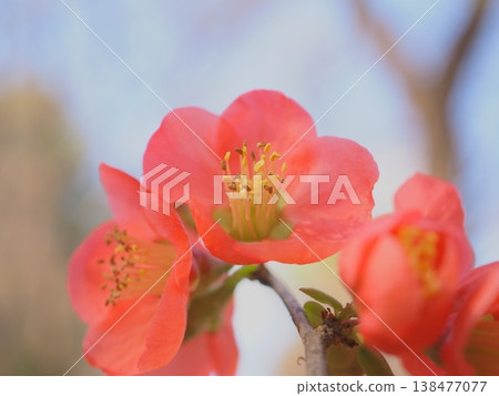 Spring sunlight bathes the quince blossoms (afli20260327153446) Spring sunlight bathes the quince blossoms (afli20260327153446) 138477077