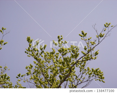 Young leaves shining in the blue sky Young leaves shining in the blue sky 138477100