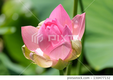 Beautiful Lotus (lat. Nelumbo nucifera) in a pond Beautiful Lotus (lat. Nelumbo nucifera) in a pond 138477132