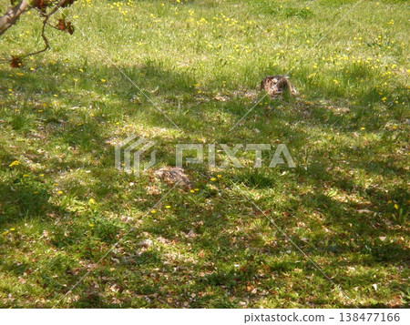 In the shade of a spring field In the shade of a spring field 138477166