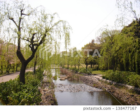 Landscape with willow Landscape with willow 138477167