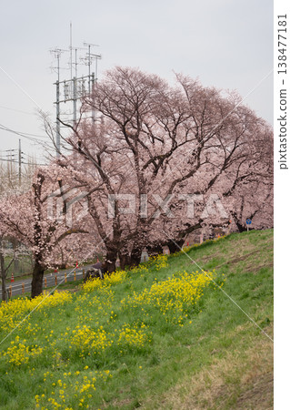 Rape blossoms and cherry blossoms Rape blossoms and cherry blossoms 138477181