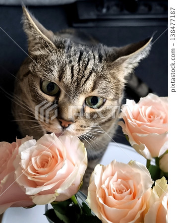 A funny tabby cat bites off and eats pink rose petals from a bouquet. 138477187