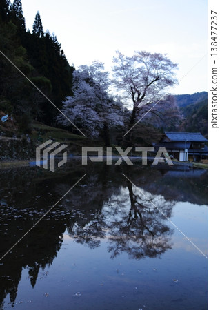 稻田櫻花夜景 稻田櫻花夜景 138477237