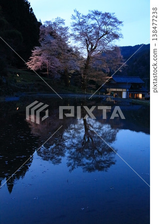 水稻秧苗夜景(第二部) 水稻秧苗夜景(第二部) 138477238