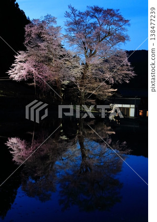 夜晚的稻苗 夜晚的稻苗 138477239