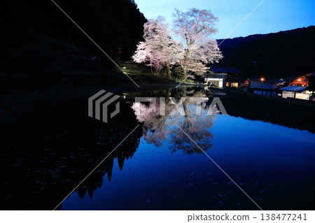 稻田櫻花夜景（5） 138477241