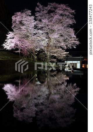 稻田櫻花夜景，第七部分 138477243