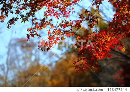 Leaves of autumn leaves Leaves of autumn leaves 138477244