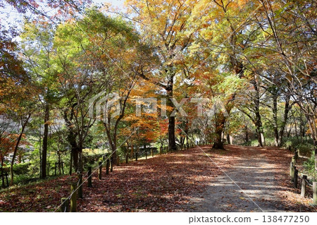 A refreshing walk along a shady path. A refreshing walk along a shady path. 138477250