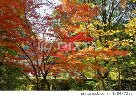 Leaves of autumn leaves Leaves of autumn leaves 138477252