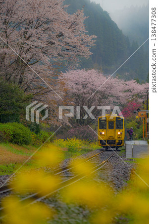 一列當地火車穿過櫻花和油菜花組成的隧道。 138477308
