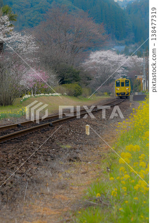 一列當地火車穿過一條由油菜花和櫻花組成的隧道。 一列當地火車穿過一條由油菜花和櫻花組成的隧道。 138477319