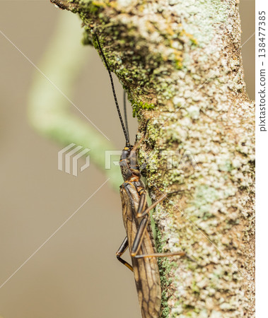Stoneflies that hide by mimicking lichens on tree bark. Stoneflies that hide by mimicking lichens on tree bark. 138477385