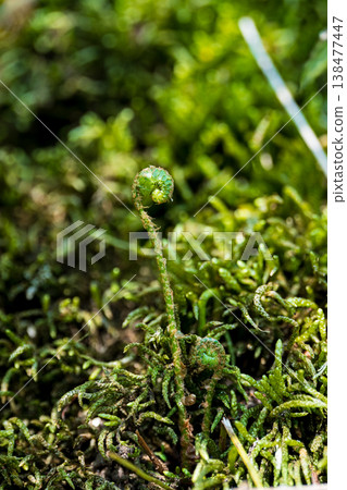 Young fern shoots growing from among the moss Young fern shoots growing from among the moss 138477447