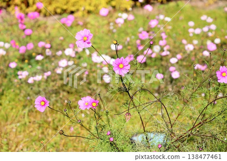 Cosmos flowers 138477461