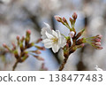 A single cherry blossom surrounded by nine buds. The cherry blossom buds are blurred in the background. 138477483