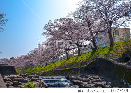 Spring 2026: Cherry blossom trees along the Saho River in Nara, with the rising sun behind them. Spring 2026: Cherry blossom trees along the Saho River in Nara, with the rising sun behind them. 138477489