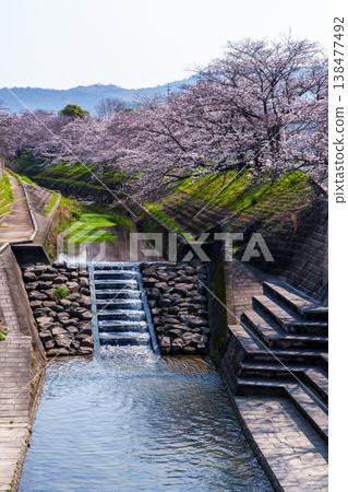 Spring 2026: Cherry blossom trees along the Saho River in Nara, with Wakakusa Mountain in the background. Spring 2026: Cherry blossom trees along the Saho River in Nara, with Wakakusa Mountain in the background. 138477492