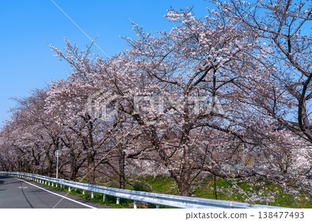 Spring 2026: Cherry blossom trees along the Saho River in Nara, bathed in the morning sunlight. 138477493