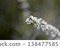 Spiraea (close-up of a single flower, in focus on the tip, with a dark, blurred background) 138477585